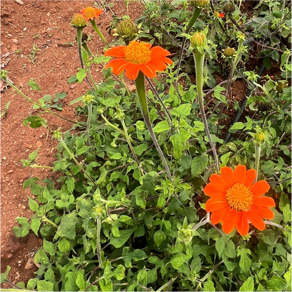 Tithonia Red Torch Mexican Sunflower