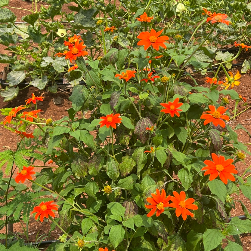 Tithonia Red Torch Mexican Sunflower
