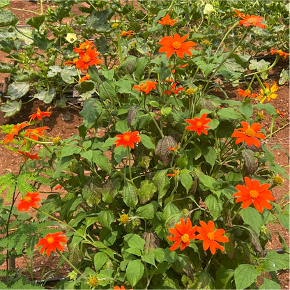 Tithonia Red Torch Mexican Sunflower