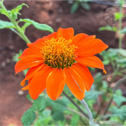 Tithonia Red Torch Mexican Sunflower