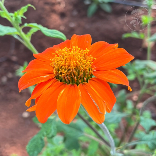 Tithonia Red Torch Mexican Sunflower