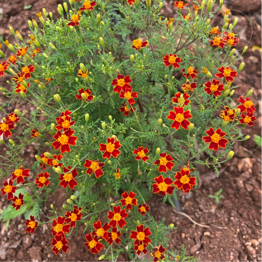 Red Gem Signet Marigold