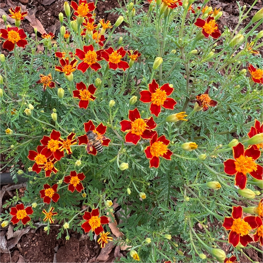 Red Gem Signet Marigold