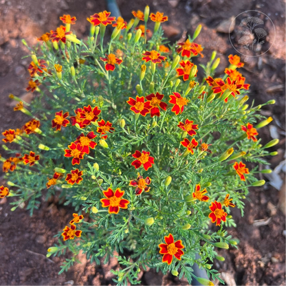 Red Gem Signet Marigold