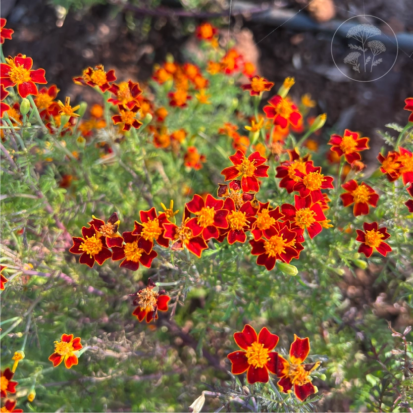Red Gem Signet Marigold