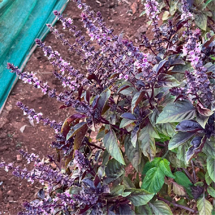 Red Rubin Basil