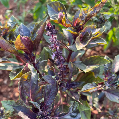 Red Rubin Basil