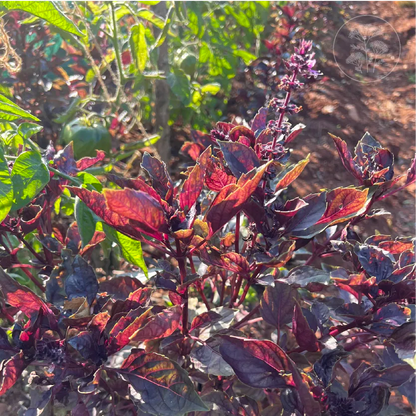 Red Rubin Basil
