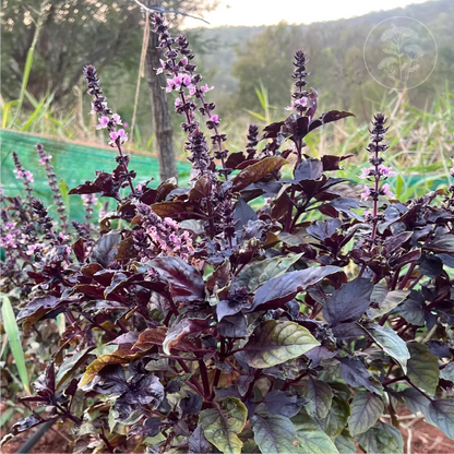Red Rubin Basil