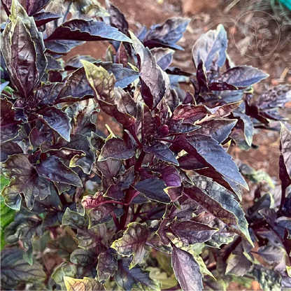 Red Rubin Basil