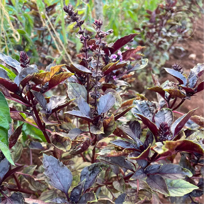 Red Rubin Basil