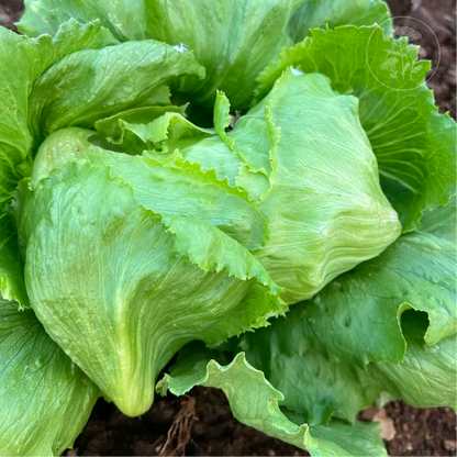 Regency 2.0 Iceberg Lettuce
