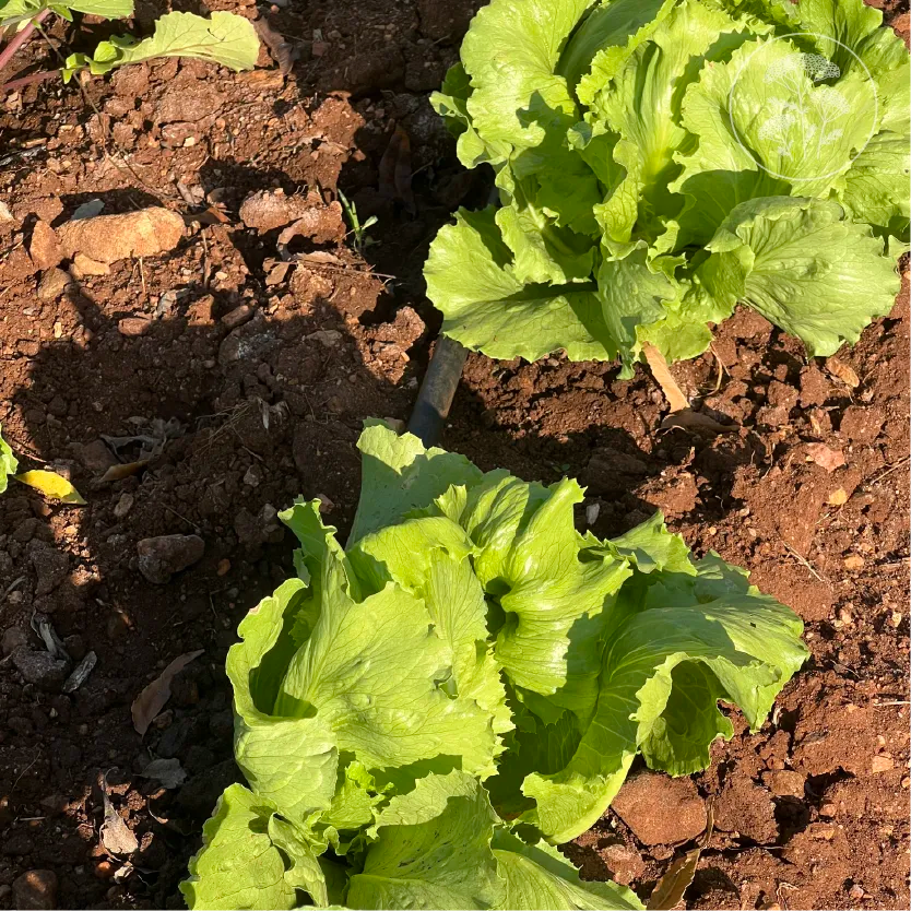 Regency 2.0 Iceberg Lettuce