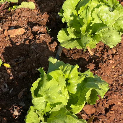 Regency 2.0 Iceberg Lettuce