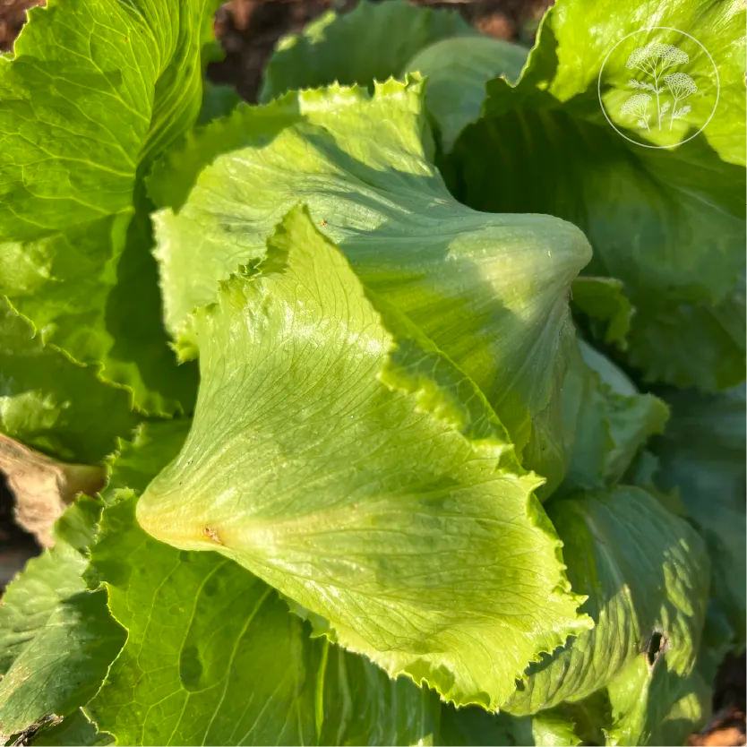 Regency 2.0 Iceberg Lettuce
