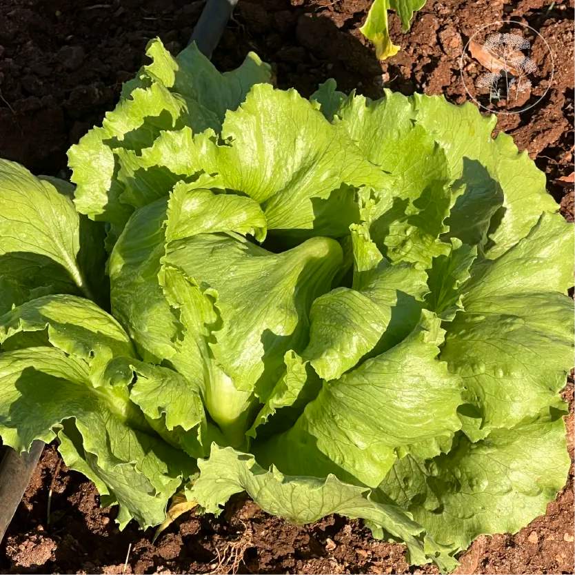 Regency 2.0 Iceberg Lettuce