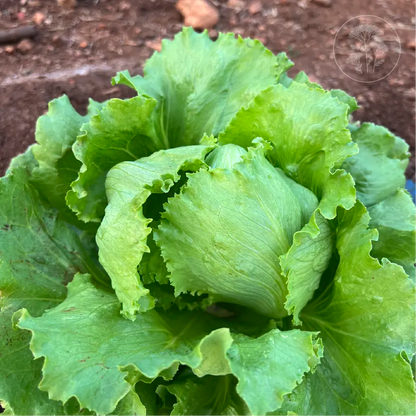 Regency 2.0 Iceberg Lettuce