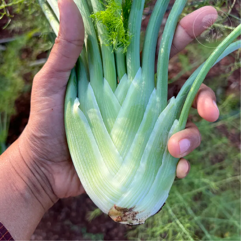 Romanesco Fennel