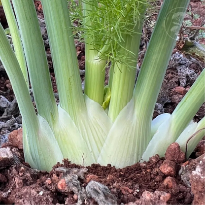Romanesco Fennel