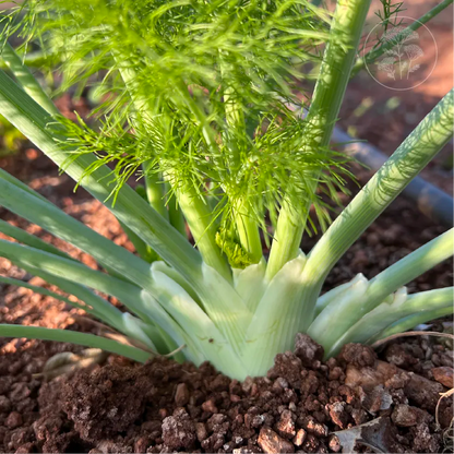 Romanesco Fennel