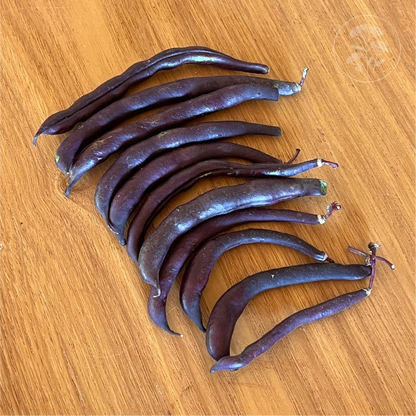 Royal Burgundy Bush Bean