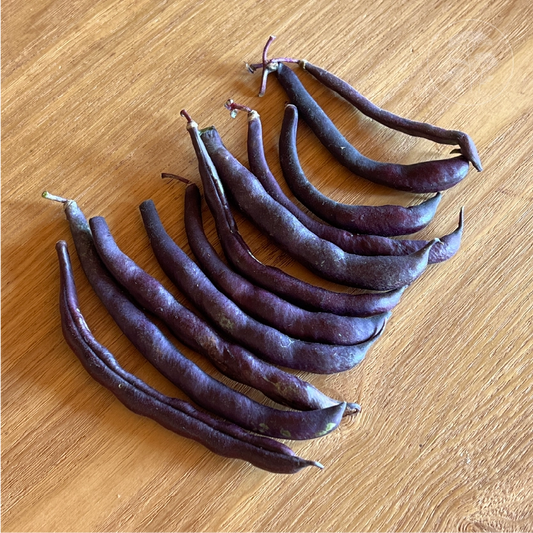 Royal Burgundy Bush Bean