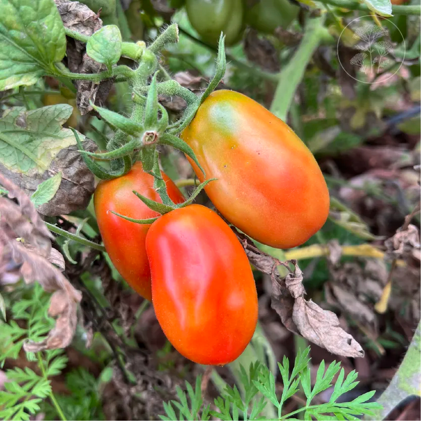 San Marzano Tomato