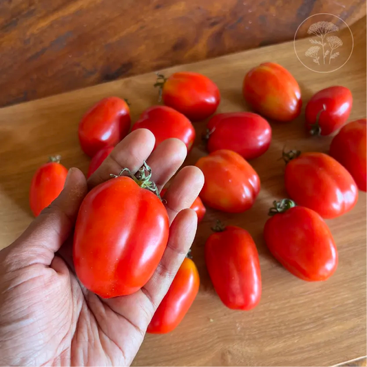 San Marzano Tomato
