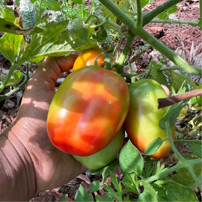 San Marzano Tomato