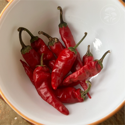 San Juan Tsile Medium Hot Pepper