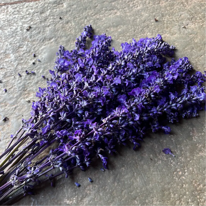 Sirius Blue Salvia