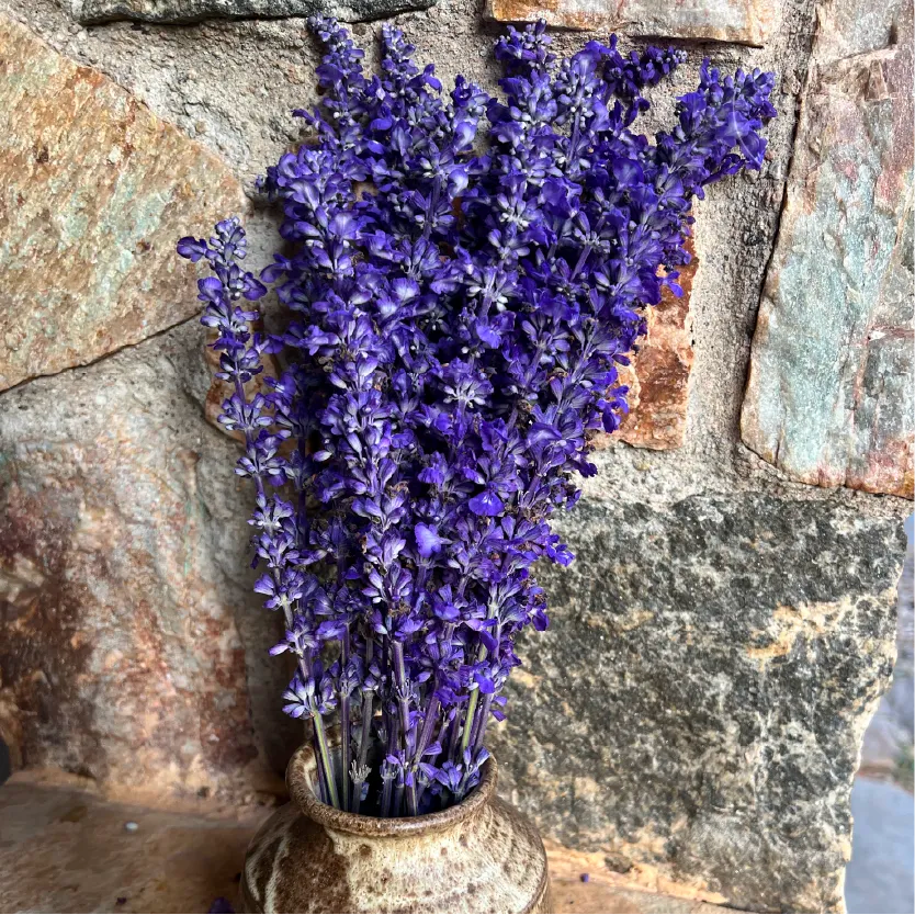 Sirius Blue Salvia