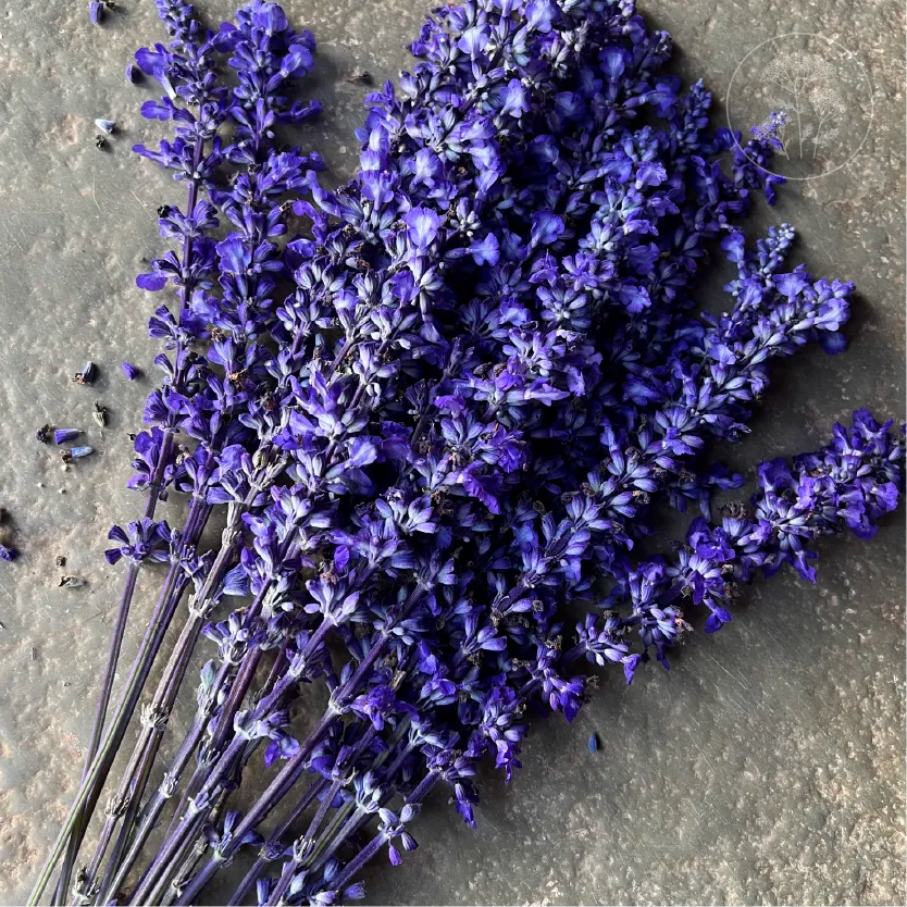 Sirius Blue Salvia