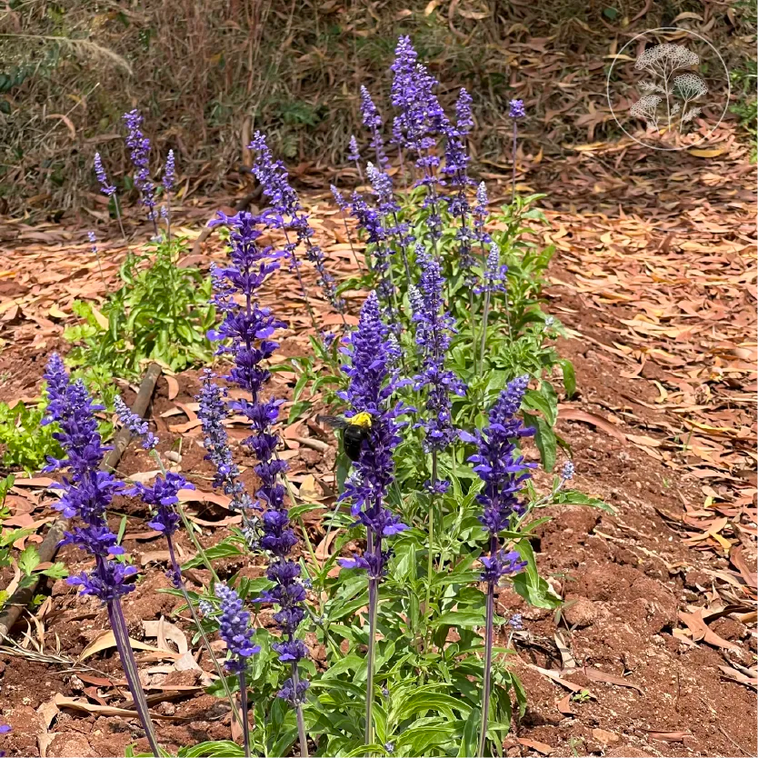 Sirius Blue Salvia