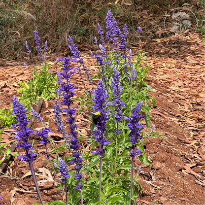 Sirius Blue Salvia
