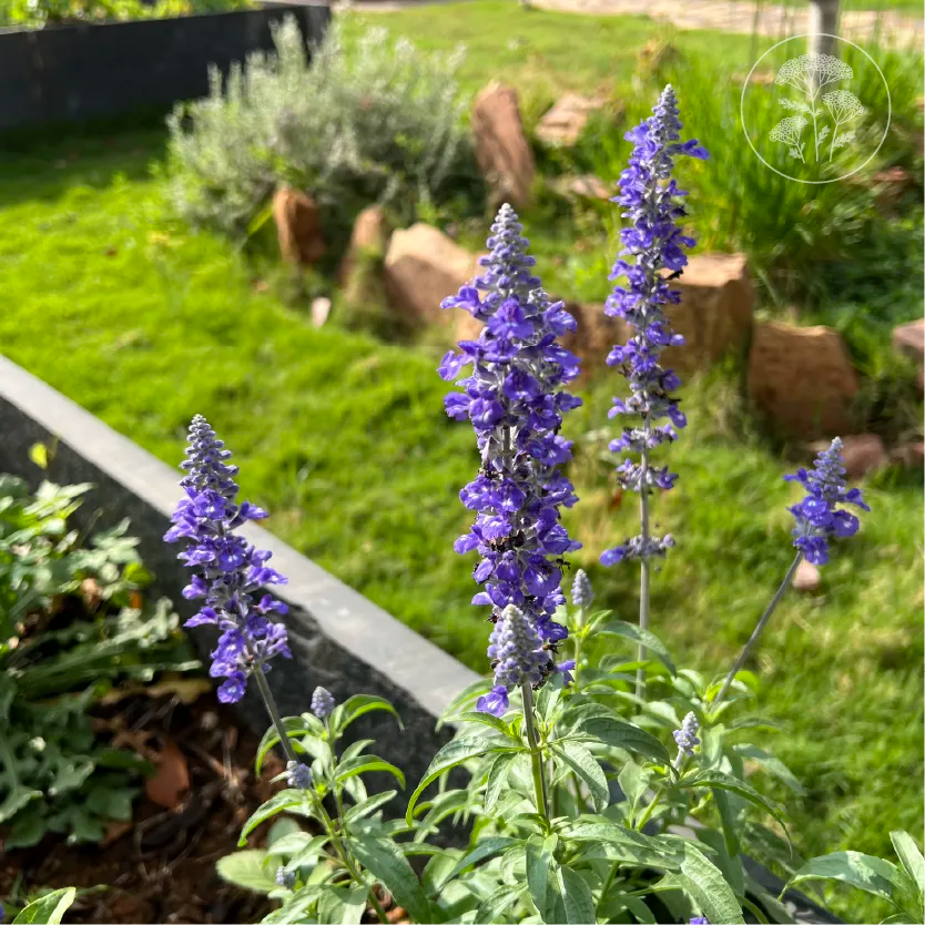 Sirius Blue Salvia