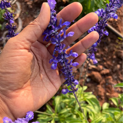 Sirius Blue Salvia