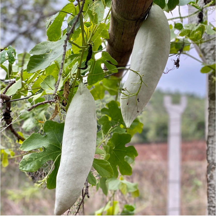 Short Snake Gourd