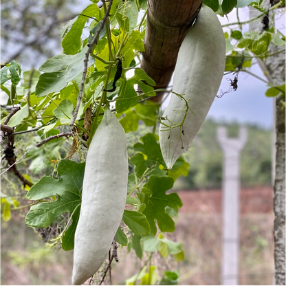 Short Snake Gourd