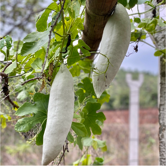 Short Snake Gourd