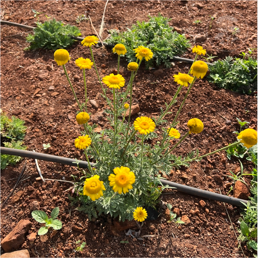 St Johns Chamomile