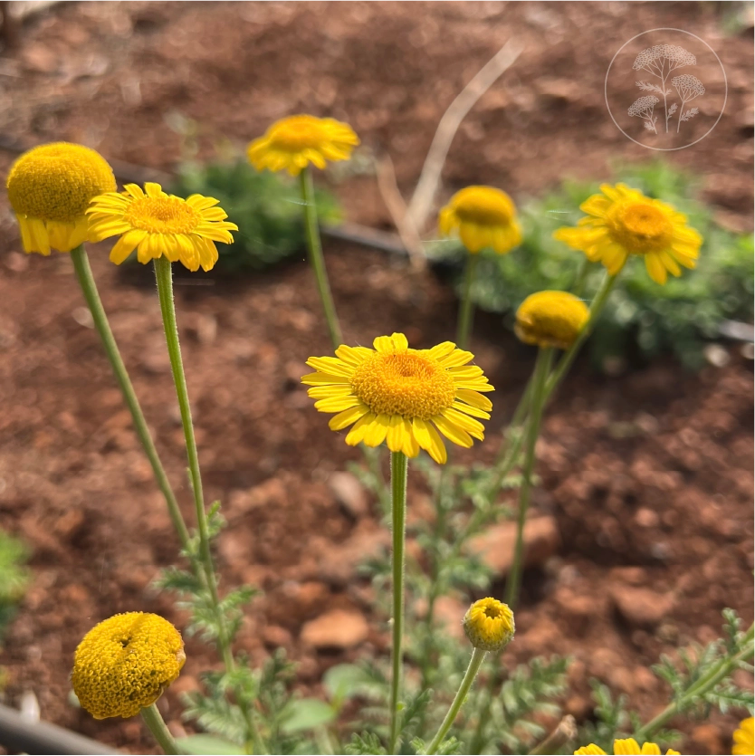 St Johns Chamomile