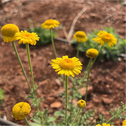 St Johns Chamomile