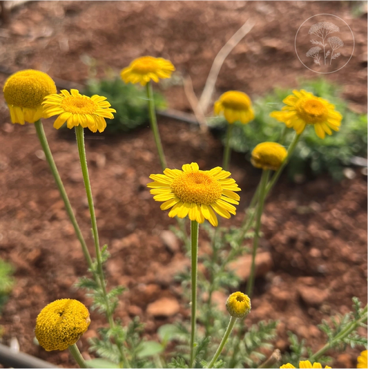 St Johns Chamomile