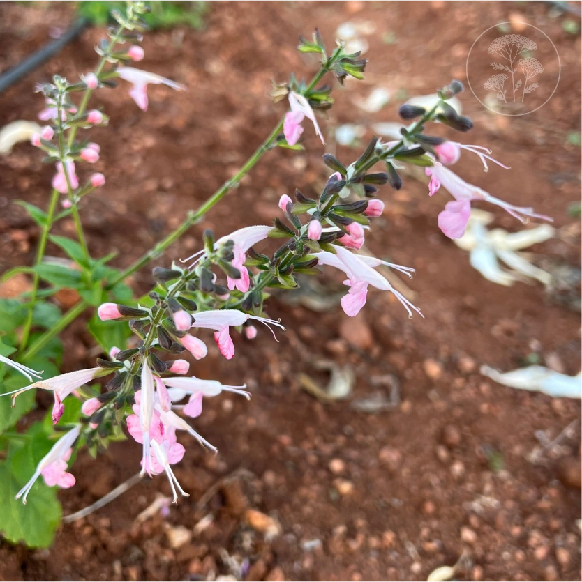 Summer Jewels Pink Salvia