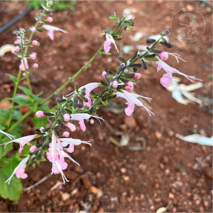 Summer Jewels Pink Salvia