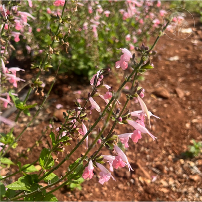 Summer Jewels Pink Salvia