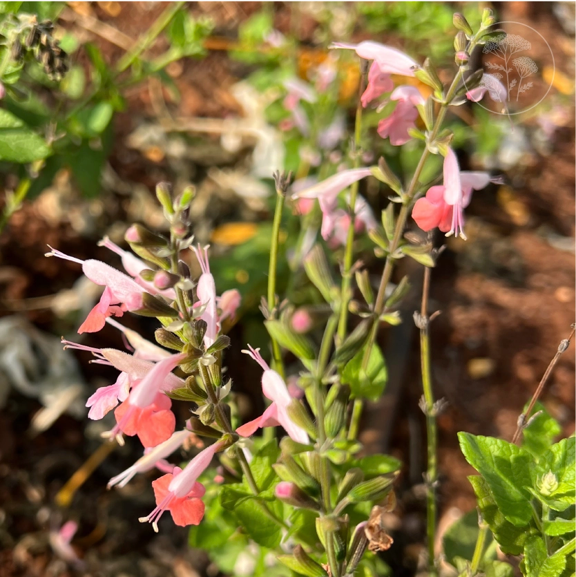 Summer Jewels Pink Salvia