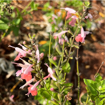 Summer Jewels Pink Salvia