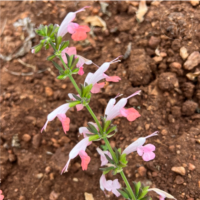 Summer Jewels Pink Salvia